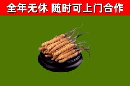 呼和浩特烟酒回收冬虫夏草.jpg